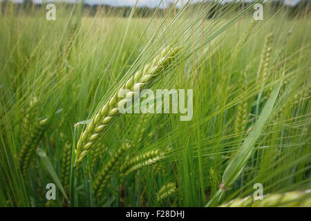 Spitzen in ein Roggenfeld, Alling, Bayern, Deutschland Stockfoto