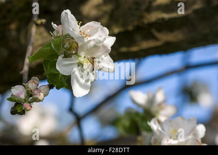 Nahaufnahme von Honig Biene Bestäubung auf weißen Apfelblüten, Bayern, Deutschland Stockfoto