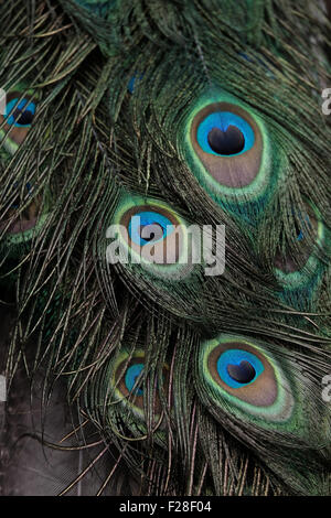 Pfauenfedern Stockfoto