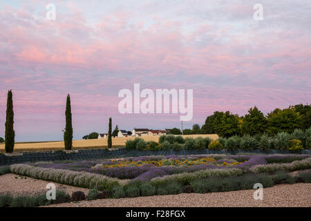 Chateau du Schlosses, Betten Morgenlicht über die formale Lavendel mit dem Dorf Lemere im Hintergrund Stockfoto