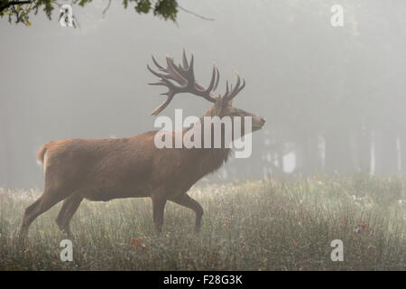 Alte Hirsch / Red Deer / Rothirsch (Cervus Elaphus) läuft durch einen offenen Wald auf einen typischen nebligen Morgen (Deutschland). Stockfoto