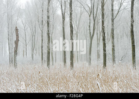 Schneebedeckte Sumpfwald in den Niederrhein, Winter in Meerbusch, Ilvericher Altrheinschlinge, Deutschland. Stockfoto