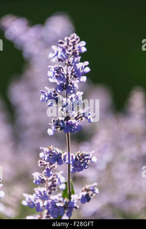 Nahaufnahme der Katzenminze Blumen, Stockholm, Schweden Stockfoto