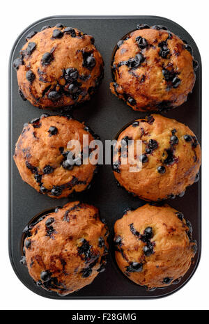 Essen: schwarze Johannisbeere Muffins in Backform, isoliert auf weißem Hintergrund Stockfoto
