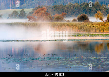 Seerosen schwimmend auf nebligen Chiemsee See, Bayern, Deutschland Stockfoto