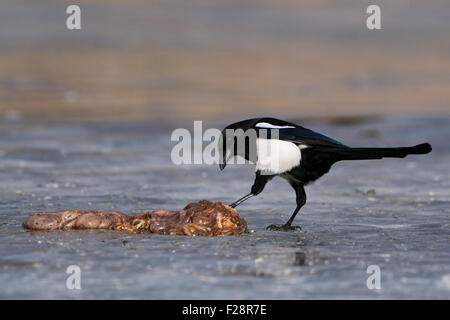 Schüchtern Erwachsenen eurasischen Elster / Elster (Pica Pica) auf einem zugefrorenen See steuert einige Aas. Stockfoto