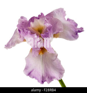 Violette Blume Iris, isoliert auf weißem Hintergrund Stockfoto