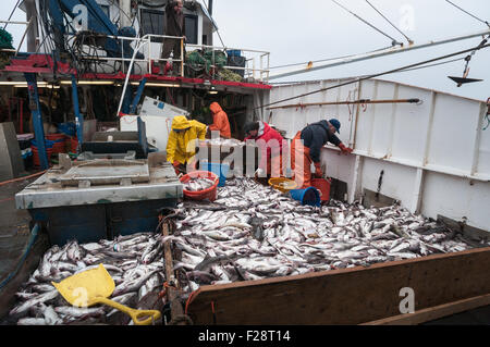 Fang der Schellfisch, Scrod, Pollock und Dornhai auf Deck des Offshore-Trawler sortieren.  Georges Bank, New England Stockfoto