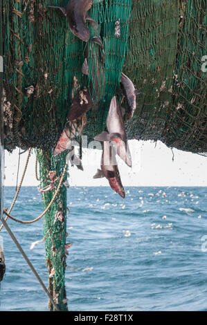 Schleppen in Dragger net mit Schellfisch, Pollock, Katzenhai und Hummer gefüllt.  Georges Bank, New England Stockfoto