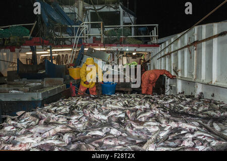 Fang der Schellfisch, Scrod, Pollock und Dornhai auf Deck des Offshore-Trawler sortieren.  Georges Bank, New England Stockfoto