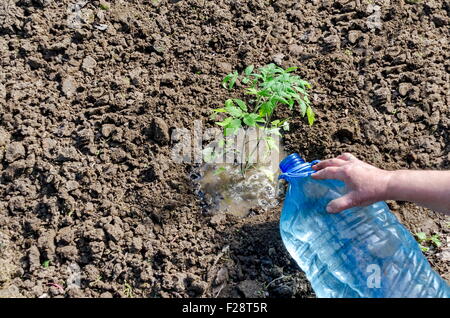 Bio Anbau von Tomaten im Gewächshaus. Hände halten Sämlinge setzen und bewässern in das Loch, Bulgarien Stockfoto