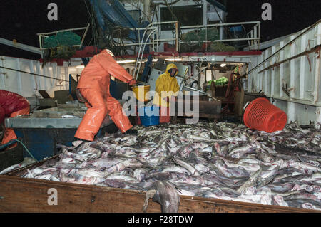 Fang der Schellfisch, Scrod, Pollock und Dornhai auf Deck des Offshore-Trawler sortieren.  Georges Bank, New England Stockfoto