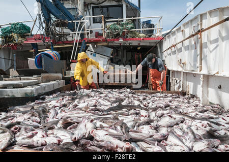 Fang der Schellfisch, Scrod, Pollock und Dornhai auf Deck des Offshore-Trawler sortieren.  Georges Bank, New England Stockfoto