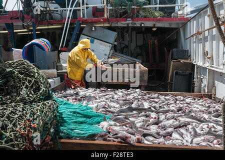 Fang der Schellfisch, Scrod, Pollock und Dornhai auf Deck des Offshore-Trawler sortieren.  Georges Bank, New England Stockfoto