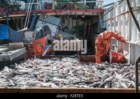 Fang der Schellfisch, Scrod, Pollock und Dornhai auf Deck des Offshore-Trawler sortieren.  Georges Bank, New England Stockfoto