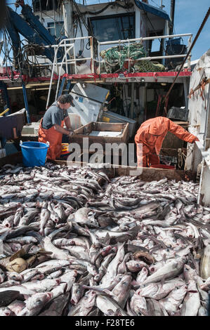 Fang der Schellfisch, Scrod, Pollock und Dornhai auf Deck des Offshore-Trawler sortieren.  Georges Bank, New England Stockfoto