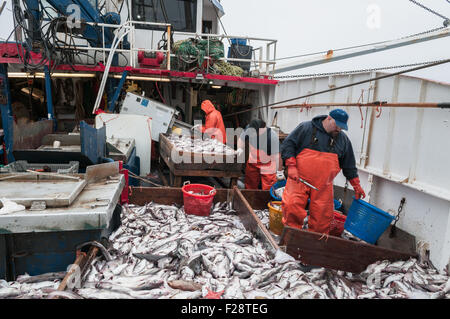 Fang der Schellfisch, Scrod, Pollock und Dornhai auf Deck des Offshore-Trawler sortieren.  Georges Bank, New England Stockfoto