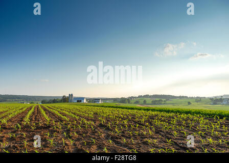 Am späten Nachmittag Sonne beleuchtet das malerische Ackerland des Lancaster County, Pennsylvania. USA. Stockfoto