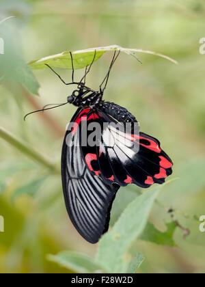 Makro. Papilio Rumanzovia tropischer Schmetterling ruht auf der Unterseite des Blattes. Stockfoto