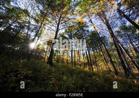 Peking, China. 13. Sep, 2015. Foto aufgenommen am 13. September 2015 zeigt Herbstlandschaft Westmichigan Waldparks in Hinggan Liga, Nord-China autonomen Region Innere Mongolei. © Lian Zhen/Xinhua/Alamy Live-Nachrichten Stockfoto
