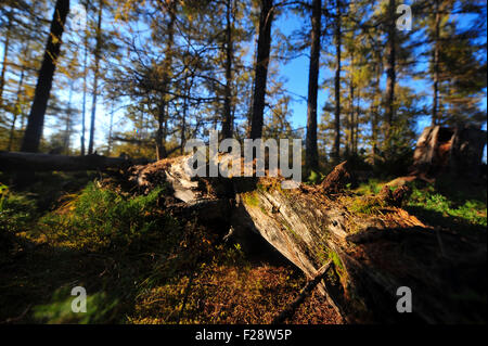 Peking, China. 13. Sep, 2015. Foto aufgenommen am 13. September 2015 zeigt Herbstlandschaft Westmichigan Waldparks in Hinggan Liga, Nord-China autonomen Region Innere Mongolei. © Lian Zhen/Xinhua/Alamy Live-Nachrichten Stockfoto