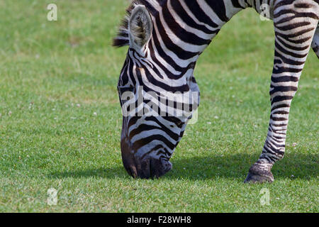 Das Zebra ist den Rasen essen. Stockfoto