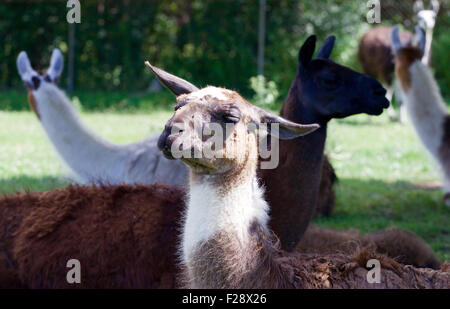 Die Lamas auf der Wiese Stockfoto