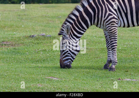 Schöne Nahaufnahmen von einem Essen zebra Stockfoto