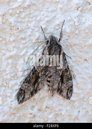 Convolvulus Hawk-Moth Agrius convolvuli Stockfoto