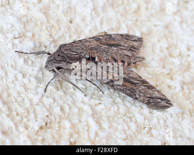 Convolvulus Hawk-Moth. Agrius Convolvuli. Stockfoto