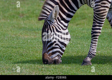 Schöne Nahaufnahmen von Zebra auf dem Rasen Stockfoto