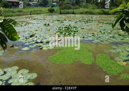 Salat, Bahnfahrer Stratiotes Wasser, Wasser-Lilien, Nymphäen und Wasser Farn, Azolla Filiculoides, an einem See auf Koh Kret, Bangkok Stockfoto