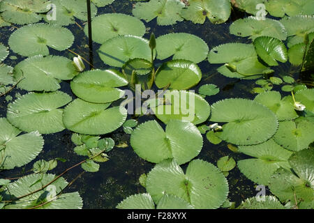 Seerosen Nymphaea Pubescens, Seerosenblatt Blätter der Pflanzen in Blüte kommen auf die Oberfläche eines Sees auf Koh Kret, Bangkok Stockfoto