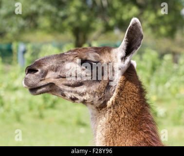 Das schöne Lama Porträt Stockfoto