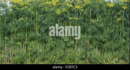 "Diana" Bio Dill. Dill-Samen, Dillunkraut in Blüte. Panorama Stockfoto