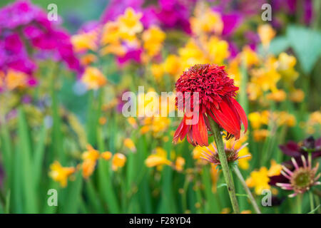 Echinacea 'hot Papaya"Blume. Sonnenhut Stockfoto