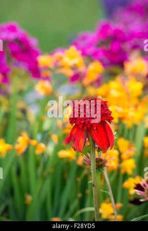 Echinacea 'hot Papaya"Blume. Sonnenhut Stockfoto