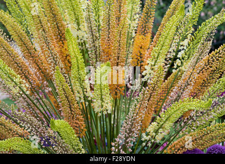 Eremurus. Anzeige der Fuchsschwanz Lilien im RHS Wisley Blumenschau. England Stockfoto