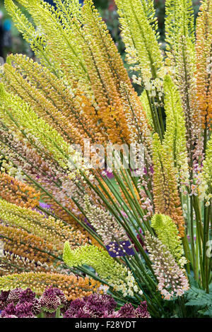 Eremurus. Anzeige der Fuchsschwanz Lilien im RHS Wisley Blumenschau. England Stockfoto