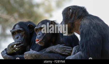 Drei Schimpansen, die Geselligkeit Stockfoto