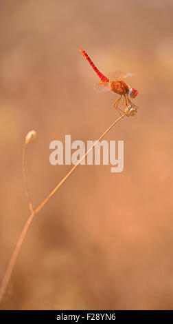 Männliche Trithemis meistens. Allgemein bekannt als violette Dropwing, violett markiert Darter, lila-rot Darter oder Pflaume-farbige dro Stockfoto