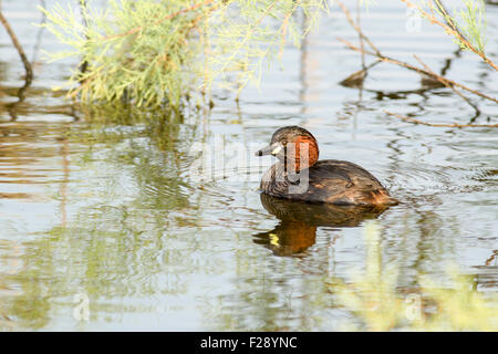 Zwergtaucher (Tachybaptus Ruficollis) in einem Teich schwimmen. Dieser Vogel lebt in Flüssen, Seen und Sümpfe, ernähren sich von Insekten und Stockfoto