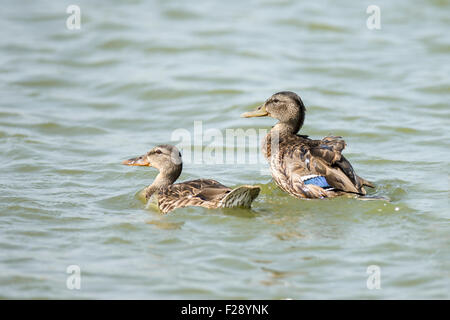 Weibliche Stockente (Anas Platyrhynchos) (rechts) und juvenile Schwimmen im Wasser. Fotografiert in Israel, im Januar Stockfoto