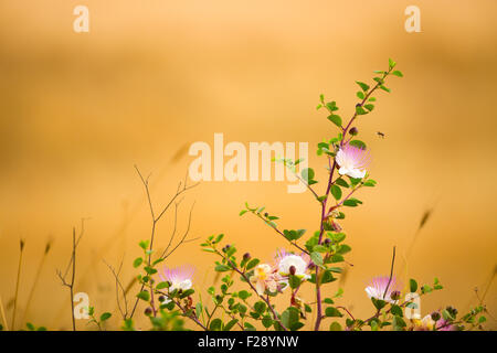 Blumen und Blüten einer Pflanze wilde Kapern (Capparis Spinosa). Dies ist eine dornige Strauch in Mittelmeer und kaukasischen Gebiete. T Stockfoto