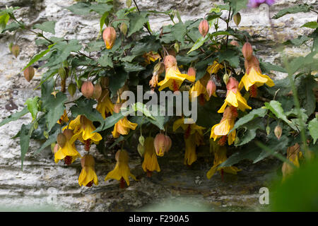 Gewachsen als Wand Strauch, baumelt Frameworks "Sieg" glockenförmigen Blüten in den wärmeren Monaten Stockfoto