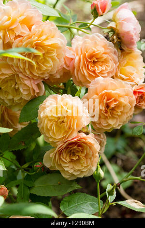 Massierten Blüten von den duftenden David Austin English rose, Rosa 'Grace' Stockfoto