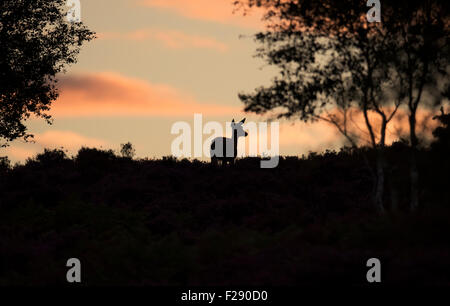 Silhouette der Rothirsch Hind bei Sonnenaufgang auf Dunwich Heath, Suffolk Stockfoto
