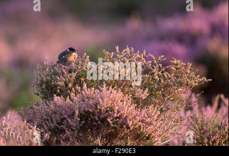 Thront männlichen Schwarzkehlchen (Saxicola Torquata) auf blühende Heide Stockfoto