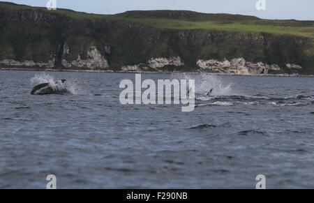 Ballycastle, County Antrim, UK. 14. September 2015. Delphine Meer Moyle zwischen Ballycastle und Rathlin Island mit Kirche Bay Fair Head und die Causeway Stimmen eine Spectular Kulisse auf einem Display der Exzellenz aufsetzen. Bildnachweis: Steven McAuley/Alamy Live-Nachrichten Stockfoto