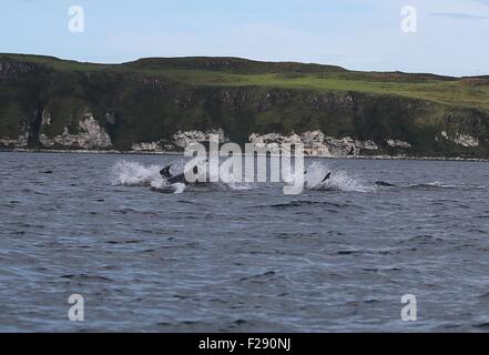 Ballycastle, County Antrim, UK. 14. September 2015. Delphine Meer Moyle zwischen Ballycastle und Rathlin Island mit Kirche Bay Fair Head und die Causeway Stimmen eine Spectular Kulisse auf einem Display der Exzellenz aufsetzen. Bildnachweis: Steven McAuley/Alamy Live-Nachrichten Stockfoto